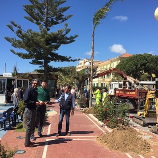 Sul lungomare di Arma di Taggia arrivano le palme da cocco, intervista al sindaco Mario Conio (Video servizio) Sul lungomare di Arma di Taggia arrivano le palme da cocco, intervista al sindaco Mario Conio (Video servizio)