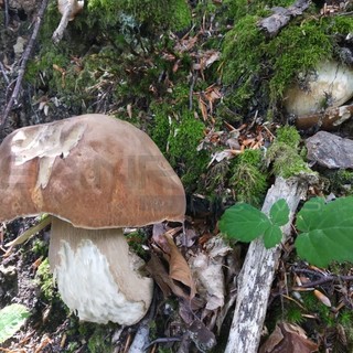 Sanremo: lettore va a caccia di funghi nel bosco e si trova davanti un porcino cresciuto al contrario