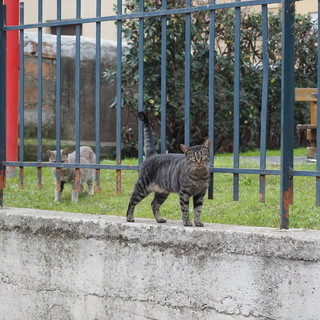 Taggia: minacce via social al sindaco Conio, Gasparini (ENPA) "Ci uniamo al primo cittadino nella ricerca e persecuzione dei responsabili"