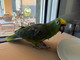 Pappagallo smarrito trovato  in zona Borgo Opaco a Sanremo: si cerca il proprietario (foto)