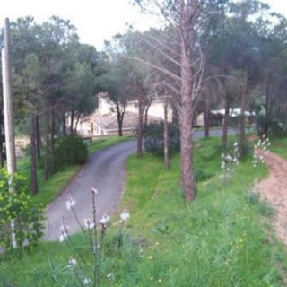 Sanremo: domenica prossima l'iniziativa 'Facciamo rinascere la pineta di Poggio'