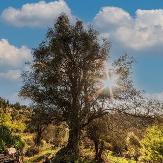 Grazie alla tutela e alla conservazione di olivi centenari, Seborga diventa Presidio Slowfood dell'olivo