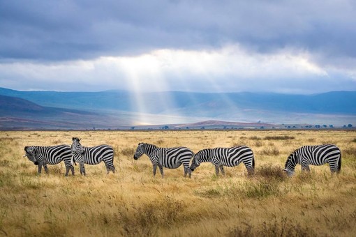 Parchi Nazionali della Tanzania: guida completa per un safari indimenticabile