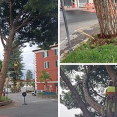 Arma di Taggia, il pino in via Blengino è pericolante: sarà abbattuto (Foto) Arma di Taggia, il pino in via Blengino è pericolante: sarà abbattuto (Foto)