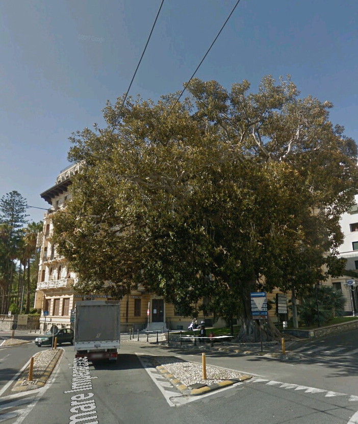 Sanremo: dopo l'albero caduto in via Roma, un lettore ne segnala un altro altrettanto pericoloso