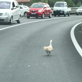 Santo Stefano al Mare: traffico in tilt sulla via Aurelia per la passeggiata di una papera Santo Stefano al Mare: traffico in tilt sulla via Aurelia per la passeggiata di una papera