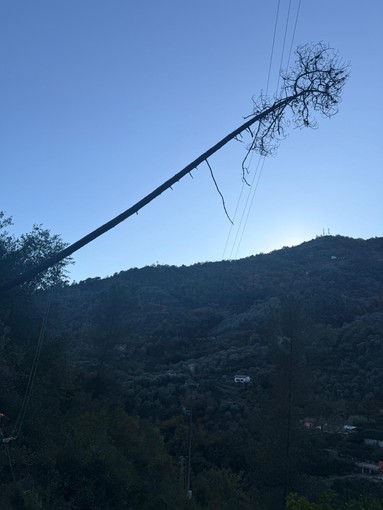 Dolceacqua, rimozione di un albero: verrà interrotta la distribuzione di energia Dolceacqua, rimozione di un albero: verrà interrotta la distribuzione di energia