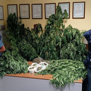 Scovata piccola piantagione di cannabis: Finanza trova una decina di piante illegali nel giardino di un 55enne