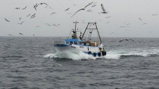 Pesca, via libera alle attività in mare da dicembre: la conferma al termine del tavolo tecnico con il governo Pesca, via libera alle attività in mare da dicembre: la conferma al termine del tavolo tecnico con il governo
