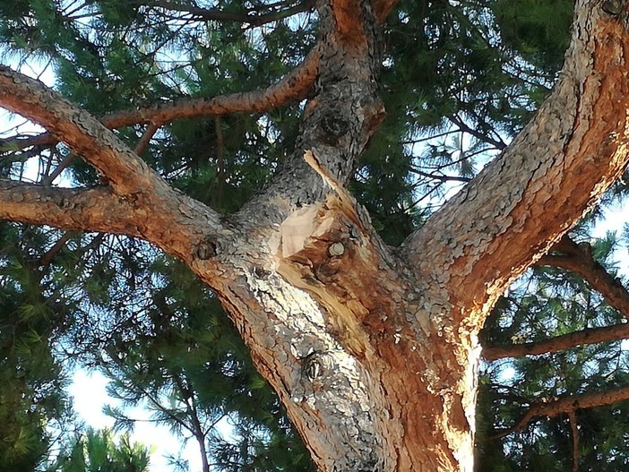 Bordighera: ramo di pino si spezza nel parcheggio della scuola Rodari, danni ad alcune auto in sosta, ma nessun ferito