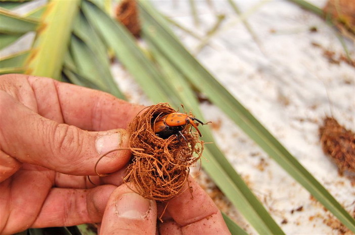 Bordighera: il collettivo per la salvaguardia delle palme lancia un appello al ministro delle politiche agricole