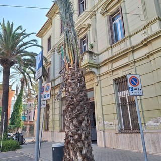 Bordighera mette a dimora nuove palme Phoenix dactylifera (Foto) Bordighera mette a dimora nuove palme Phoenix dactylifera (Foto)