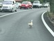 Santo Stefano al Mare: traffico in tilt sulla via Aurelia per la passeggiata di una papera Santo Stefano al Mare: traffico in tilt sulla via Aurelia per la passeggiata di una papera