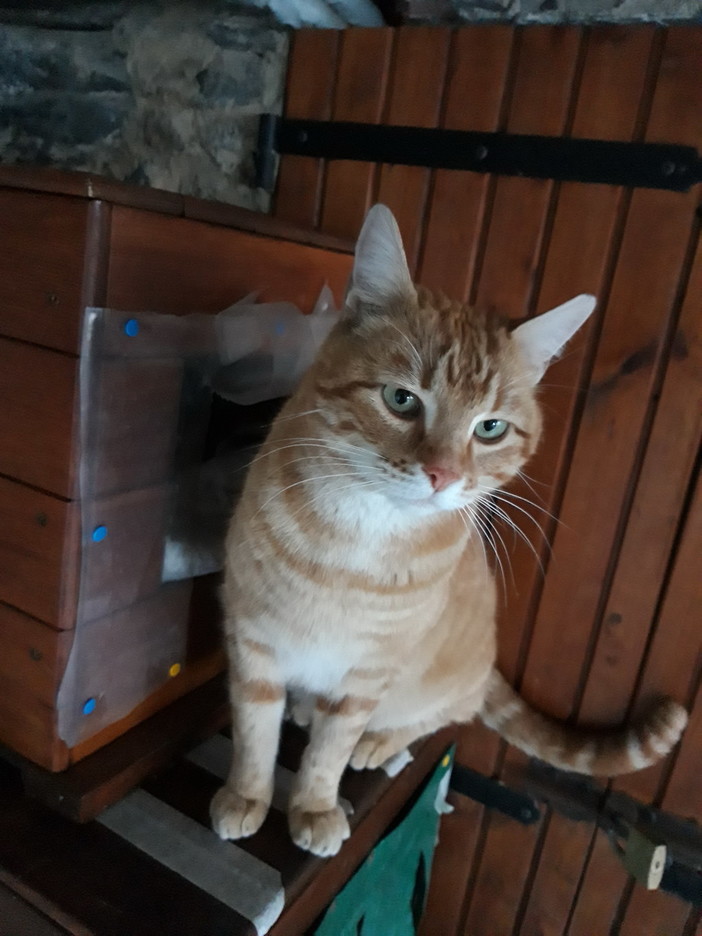 Sanremo: il gatto Paperino aspetta di essere adottato Sanremo: il gatto Paperino aspetta di essere adottato