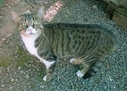 Sanremo: la dolcissima gattina Pippi cerca casa