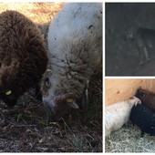 Lupi uccidono pecore nane a Vallecrosia al Mare, "fate attenzione agli animali domestici": la segnalazione (Foto e video) Lupi uccidono pecore nane a Vallecrosia al Mare, "fate attenzione agli animali domestici": la segnalazione (Foto e video)