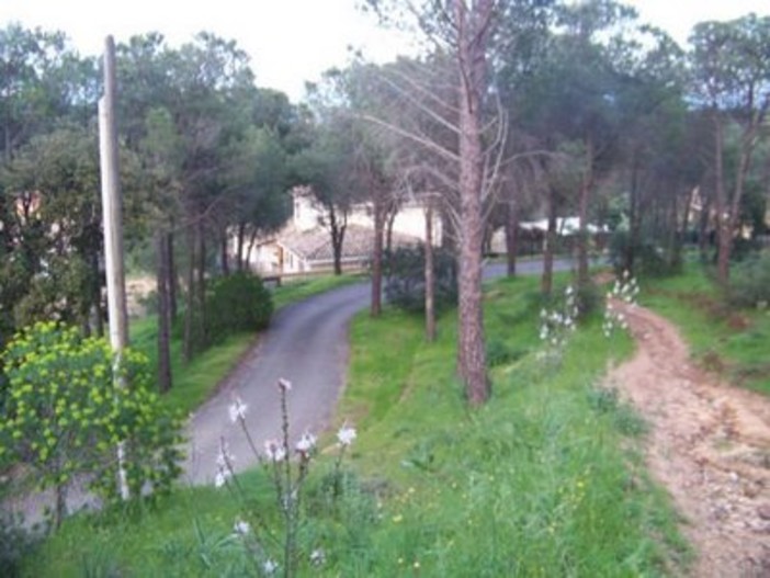 Sanremo: domenica prossima l'iniziativa 'Facciamo rinascere la pineta di Poggio'