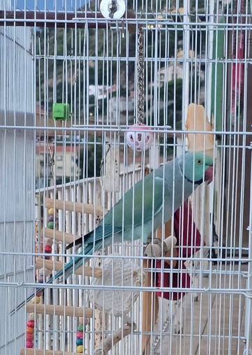 Smarrimento di un parrocchetto dal collare a Vallecrosia-Camporosso