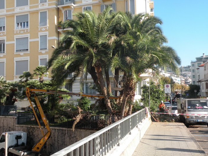 Sanremo: intervento di potatura alla palma di via Nino Bixio, tre ore di cantiere complesso per la viabilità Sanremo: intervento di potatura alla palma di via Nino Bixio, tre ore di cantiere complesso per la viabilità
