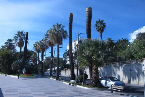 Sanremo: gestione del patrimonio arboreo, appello di un lettore all'Amministrazione Comunale Sanremo: gestione del patrimonio arboreo, appello di un lettore all'Amministrazione Comunale