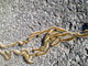Sanremo: assalto processionaria e teppisti in azione a San Romolo Sanremo: assalto processionaria e teppisti in azione a San Romolo