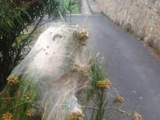 Ventimiglia: processionaria, dopo gli episodi di Bordighera l’Amministrazione avvia un monitoraggio periodico del territorio