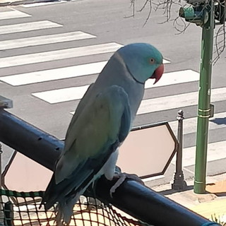 Smarrito parrocchetto dal collare mutazione azzurra (Psittacula Krameri) tra Camporosso mare e Vallecrosia