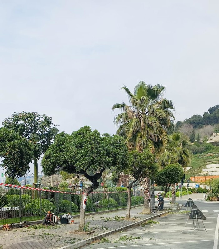 Ventimiglia, patrimonio arboreo: al via la potatura sulla passeggiata (Foto) Ventimiglia, patrimonio arboreo: al via la potatura sulla passeggiata (Foto)
