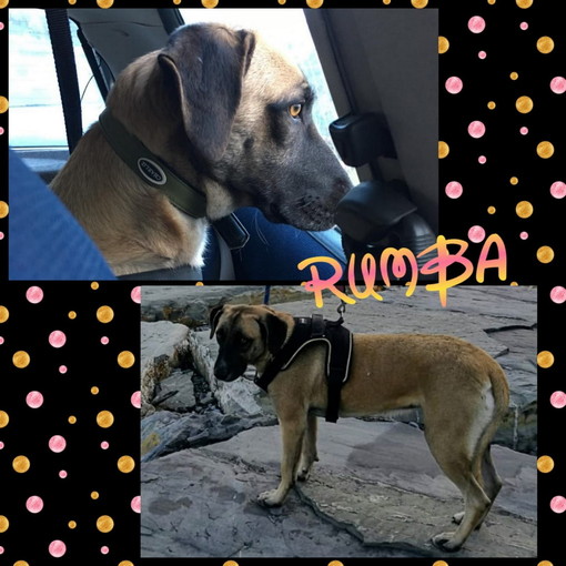 Enpa di Sanremo: la dolcissima cagnolina Rumba cerca una casetta Enpa di Sanremo: la dolcissima cagnolina Rumba cerca una casetta