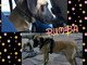 Enpa di Sanremo: la dolcissima cagnolina Rumba cerca una casetta