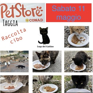 Arma di Taggia: domani al 'Pet Store' la raccolta di cibo per i mici abbandonati con la Lega del Gattino
