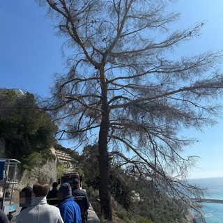 Ventimiglia, ramo pericolante in corso Toscanini: strada chiusa e traffico ferroviario bloccato