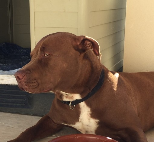 Camporosso: da 3 mesi non hanno più notizie del pitbull Roy, i proprietari "Siamo disperati, offriamo ricompensa"