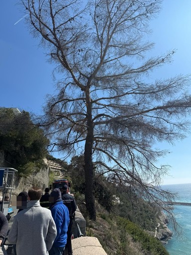 Ventimiglia, ramo pericolante in corso Toscanini: strada chiusa e traffico ferroviario bloccato