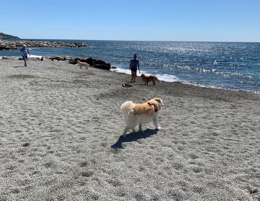 San Bartolomeo al mare, riaperta la spiaggia per i cani: terminato il ripascimento e la pulizia dell'area (foto)