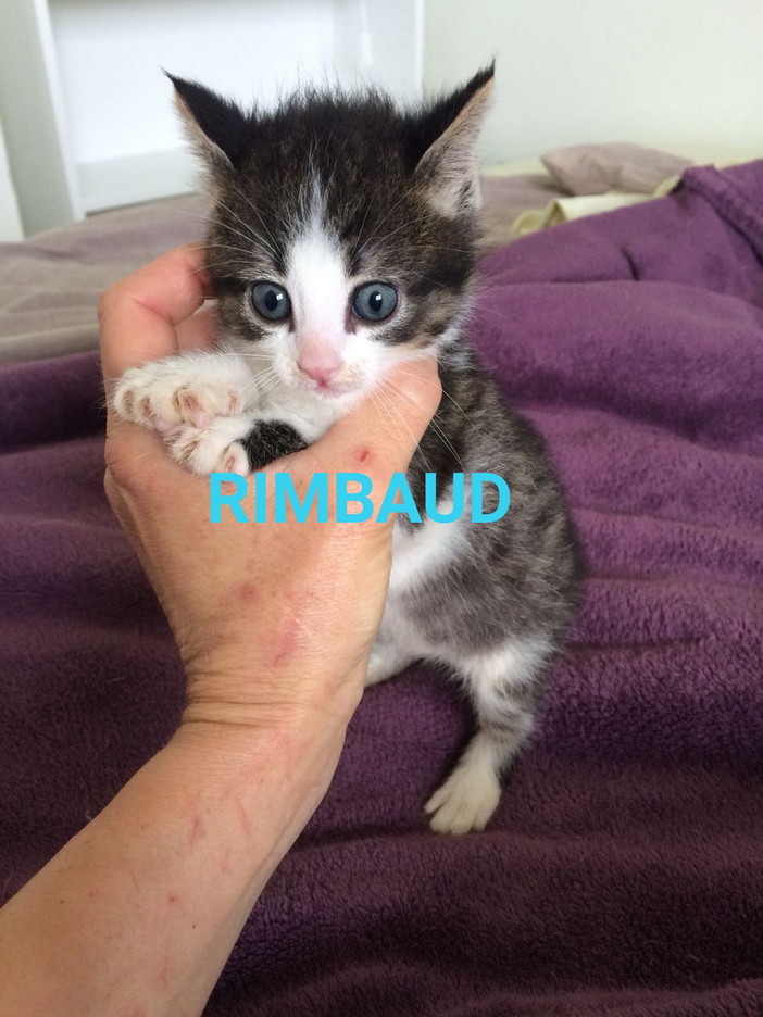 Sanremo: il gattino Rimbaud aspetta una nuova casetta