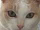 Sanremo: la bellissima gattina Rosina è stata adottata Sanremo: la bellissima gattina Rosina è stata adottata