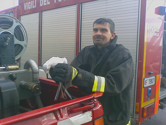 Sanremo: vigili del fuoco salvano gabbiano rimasto appeso a testa in giù ad un parafulmine