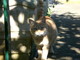 Sanremo: trovata una gattina in zona San Pietro, via Pascoli. L'appello a chi la cerca Sanremo: trovata una gattina in zona San Pietro, via Pascoli. L'appello a chi la cerca