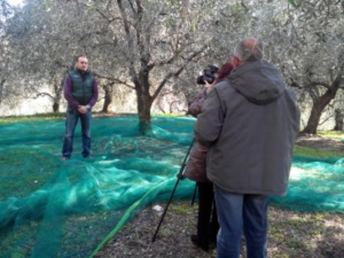 Pontedassio: domani mattina a 'Il Settimanale' su Rai Tre uno speciale sull'Olio Dop