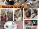 Arma di Taggia: sabato 18 dicembre al Pet Store raccolta cibo per i gatti randagi