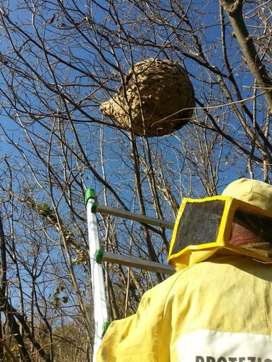 Perinaldo: rimosso pericoloso nido di vespe velutine vicino al campo sportivo