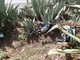 Bordighera: rifiuti vicino alle panchine e abiti usati sulle piante alla Pineta del Capo