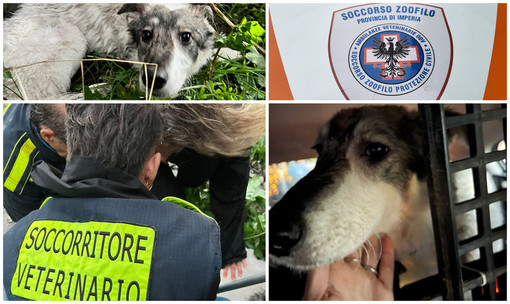 Ritrovata ferita dopo ore di ricerche la cagnolina dispersa nel torrente Impero (foto) Ritrovata ferita dopo ore di ricerche la cagnolina dispersa nel torrente Impero (foto)