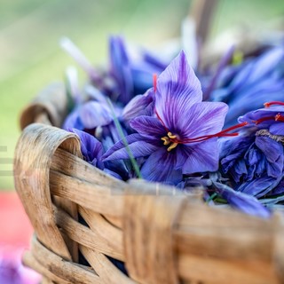 Come nasce lo zafferano a Triora? Andiamo a raccoglierlo nell'azienda Oro Rosso