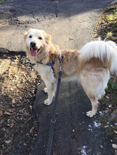 Chiusavecchia: canile "Gli Ulivi" questa settimana cerchiamo una famiglia per Rudy