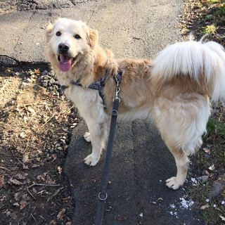 Chiusavecchia: canile "Gli Ulivi" questa settimana cerchiamo una famiglia per Rudy