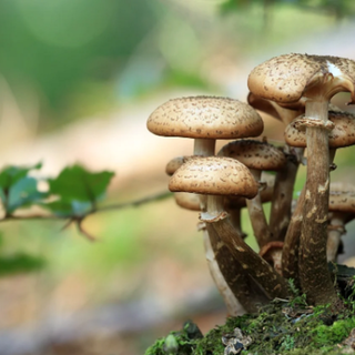 Triora: funghi a Sanson, via ai permessi 2026. Posti limitati, costi raddoppiati da luglio e controlli serrati