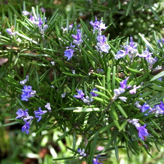 Sanremo: domani pomeriggio, incontro su 'Il Rosmarino: saperi, colori e aromi del Mediterraneo'