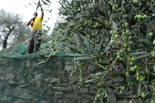 Olive taggiasche liguri: pubblicata richiesta di registrazione come prodotto Dop Igp sulla Gazzetta Ufficiale UE Olive taggiasche liguri: pubblicata richiesta di registrazione come prodotto Dop Igp sulla Gazzetta Ufficiale UE